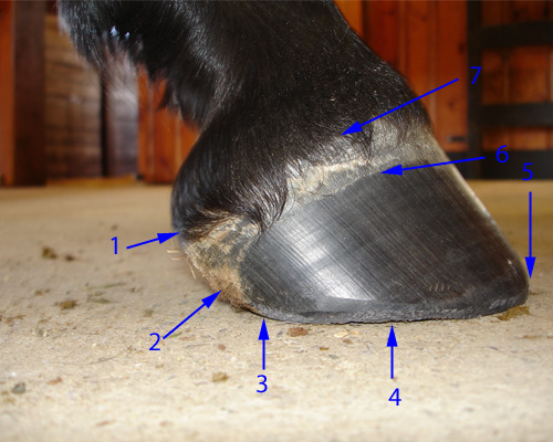 Horse hoof anatomy taught with clear, well labeled photos and simple