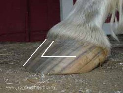 I think the coffin bone is fairly well connected in this long toed hoof.