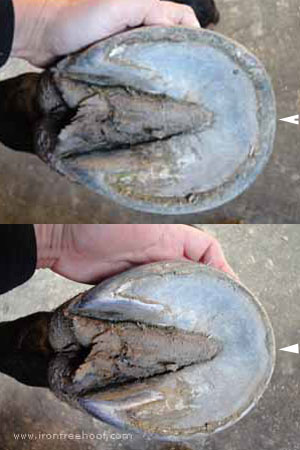 Tall Hoof Sole View